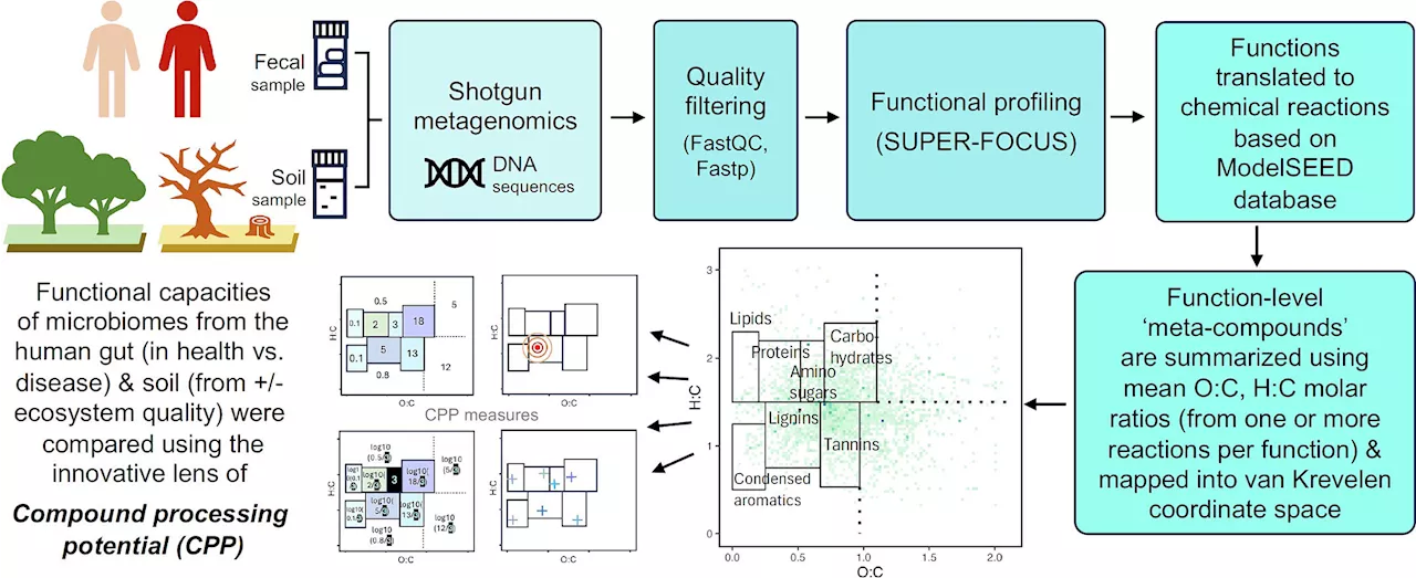 New approach to measuring 'healthy microbiomes' in nature and the gut