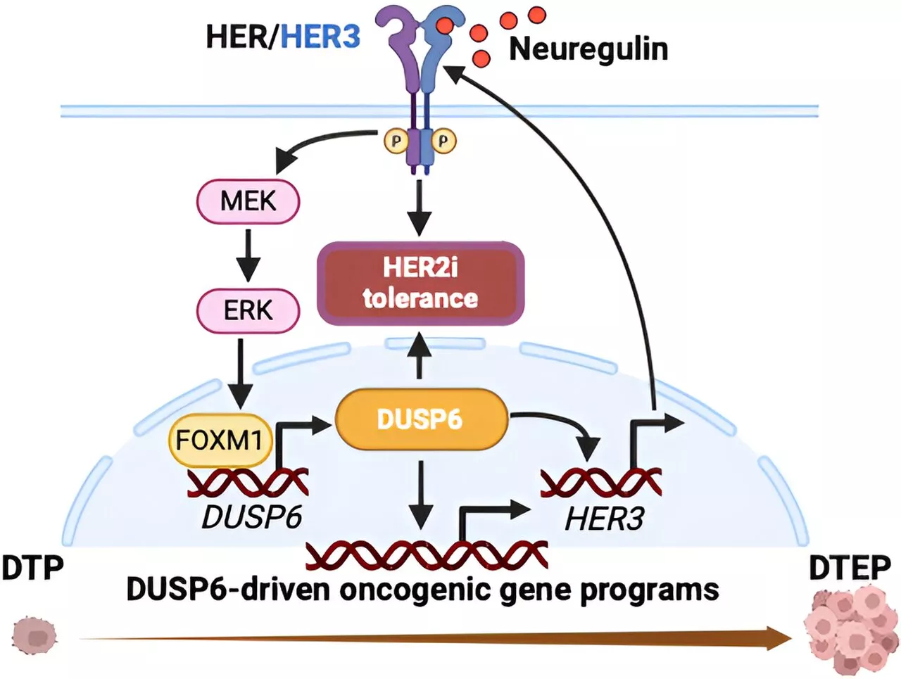 Researchers discover promising approach to prevent recurrence of breast cancer