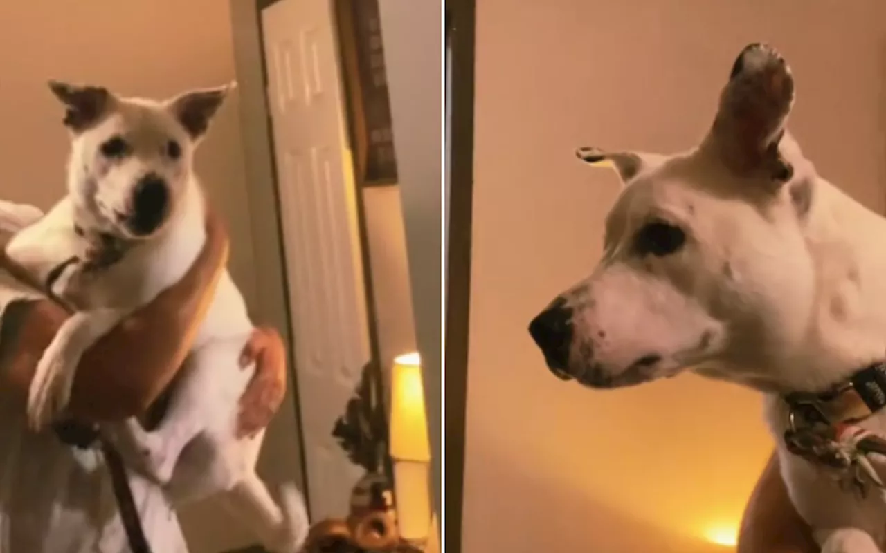 Dog Has Unexpected Reaction to Seeing Reflection for First Time: 'Offended'