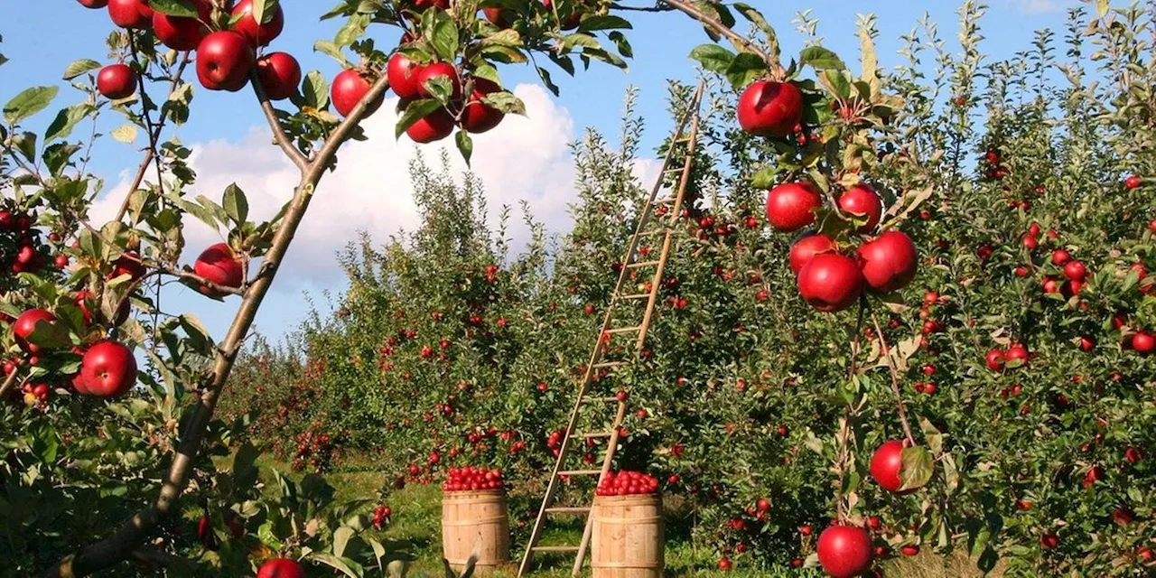 &quot;Der Apfel f&auml;llt nicht weit vom Stamm&quot;: Die Bedeutung des beliebten Sprichworts