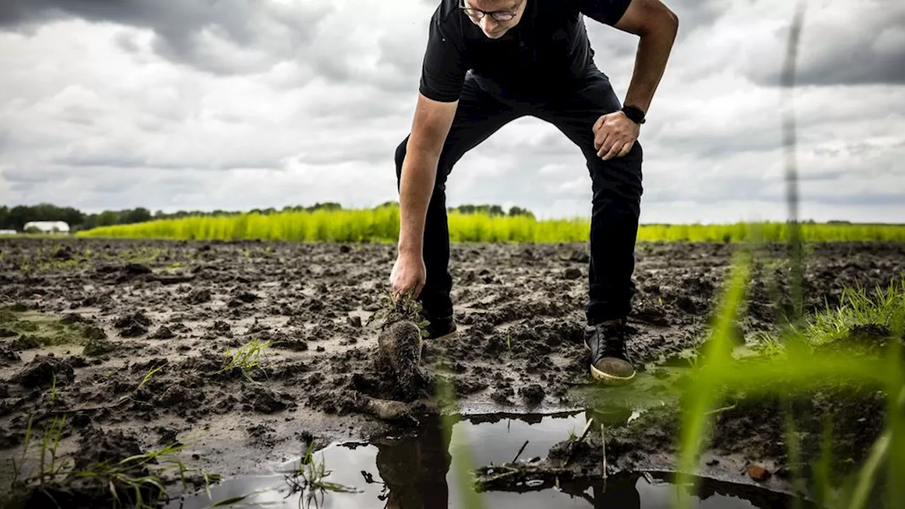 Problemen bij boeren door aanhoudende regen, groenten mogelijk duurder