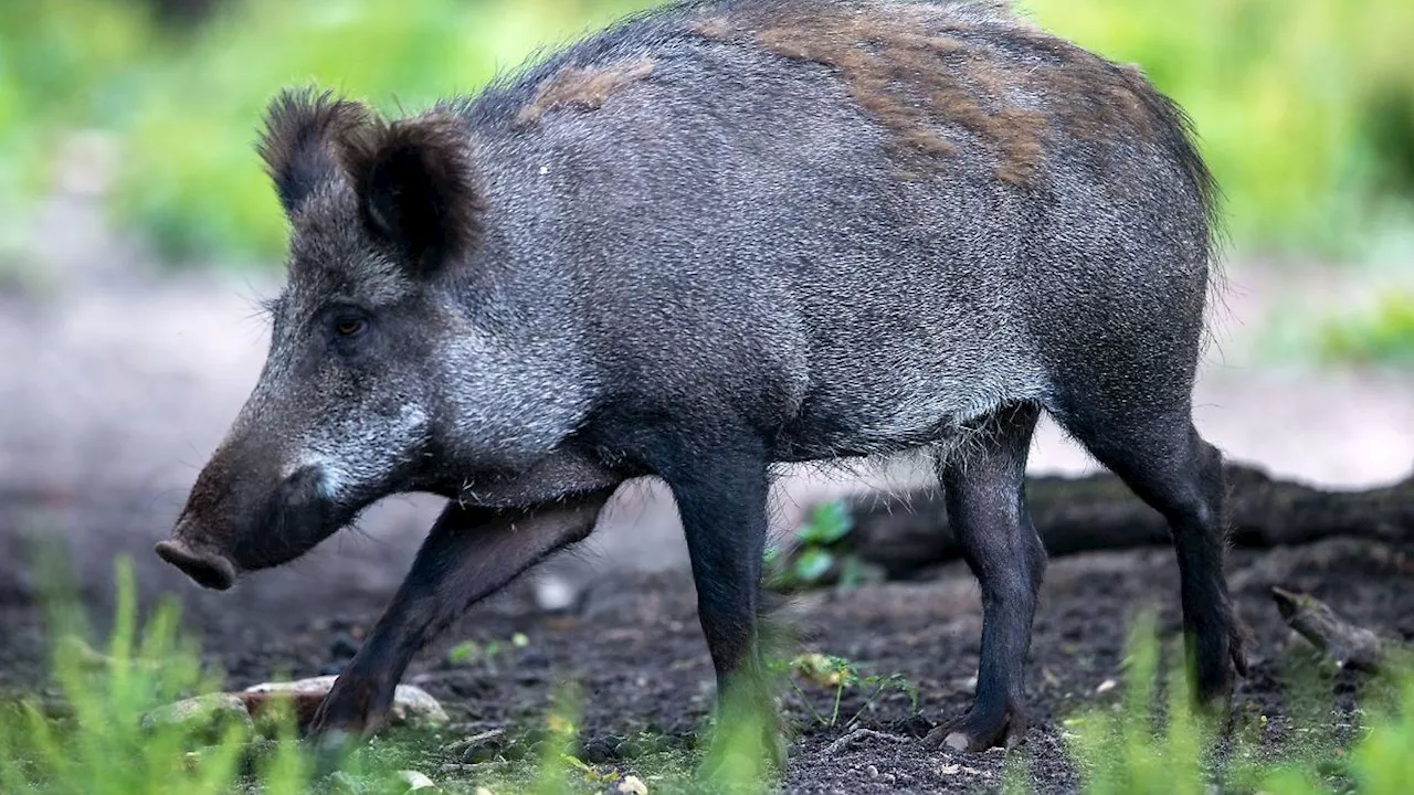 Hessen: Kampf gegen Schweinepest: Kadaver-Sammelstelle eingerichtet