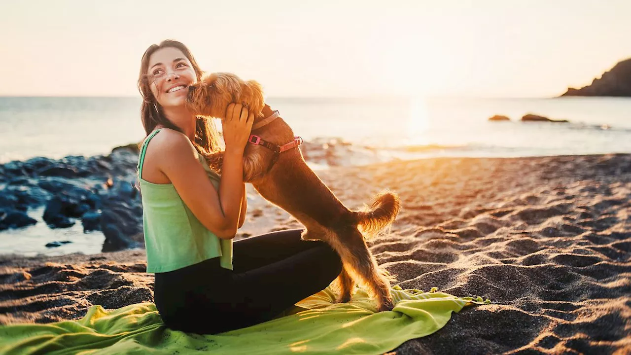 Mit Hund am Strand: Was ist erlaubt?