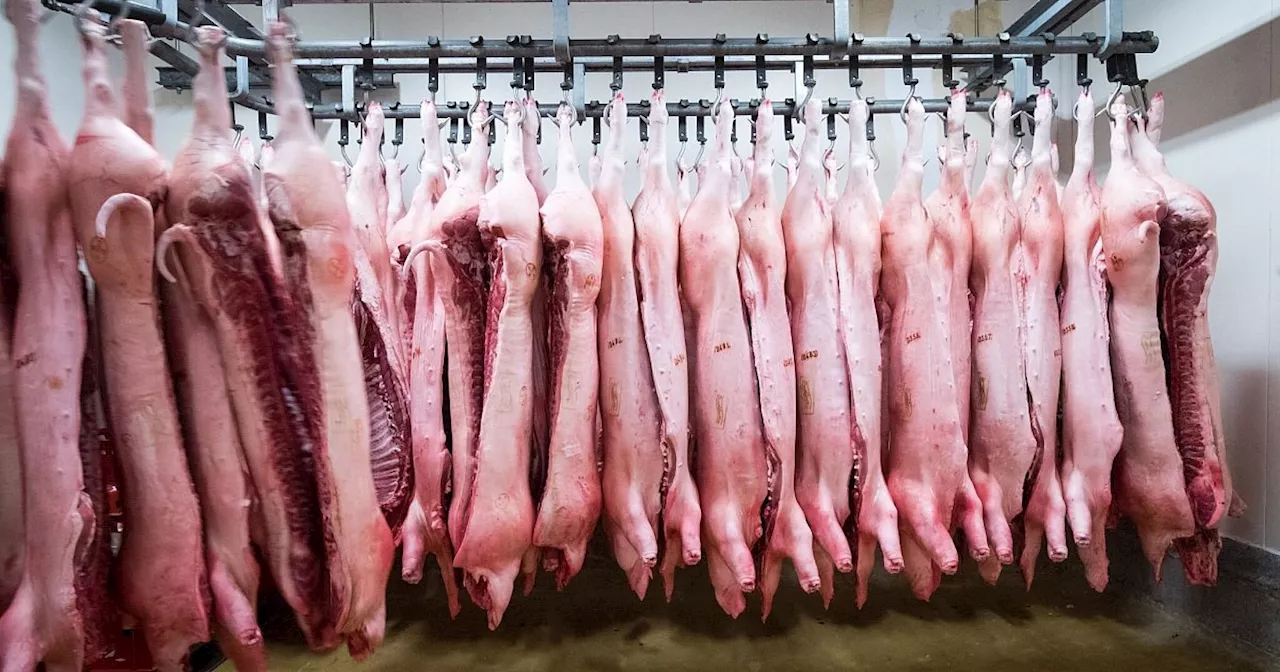 Nach Strafzöllen: China ermittelt gegen EU-Schweinefleisch