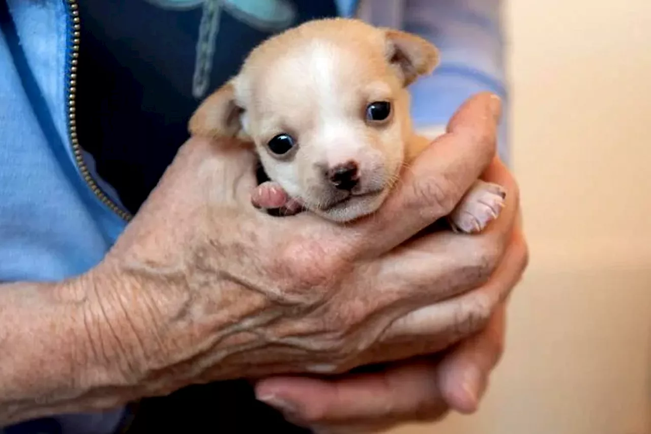 Baby Chihuahua on the Mend After Suffering Seizure Following Rescue from Hoarding Home: 'Healthy and Thriving'