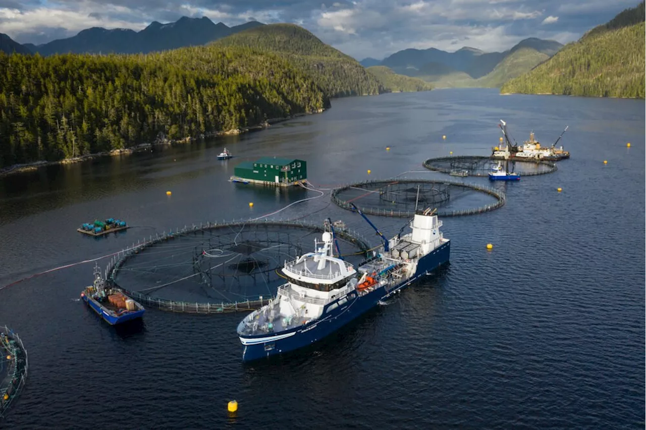 Mass mortality event kills hundreds of tonnes of B.C. farmed salmon