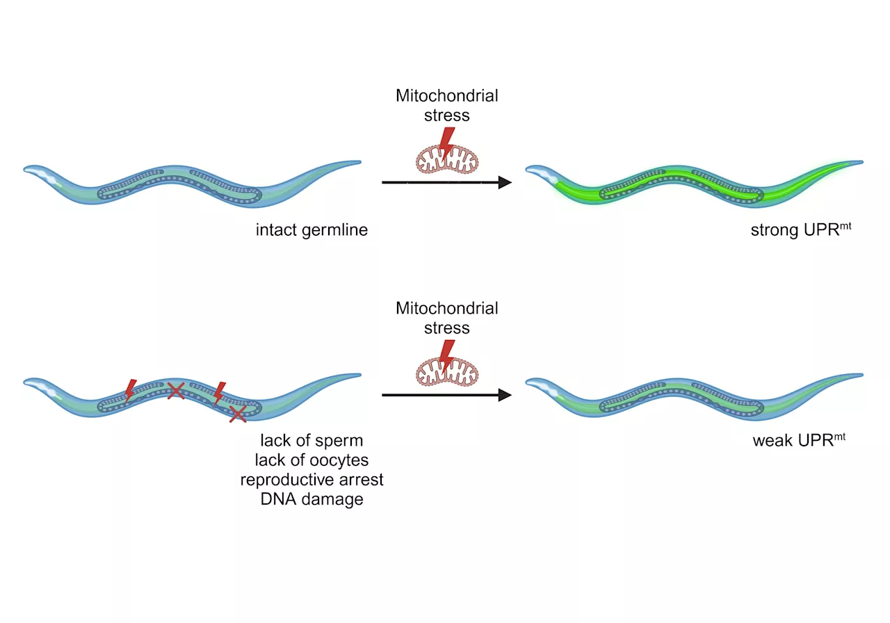 New study uncovers a link between reproduction and a key mitochondrial stress response