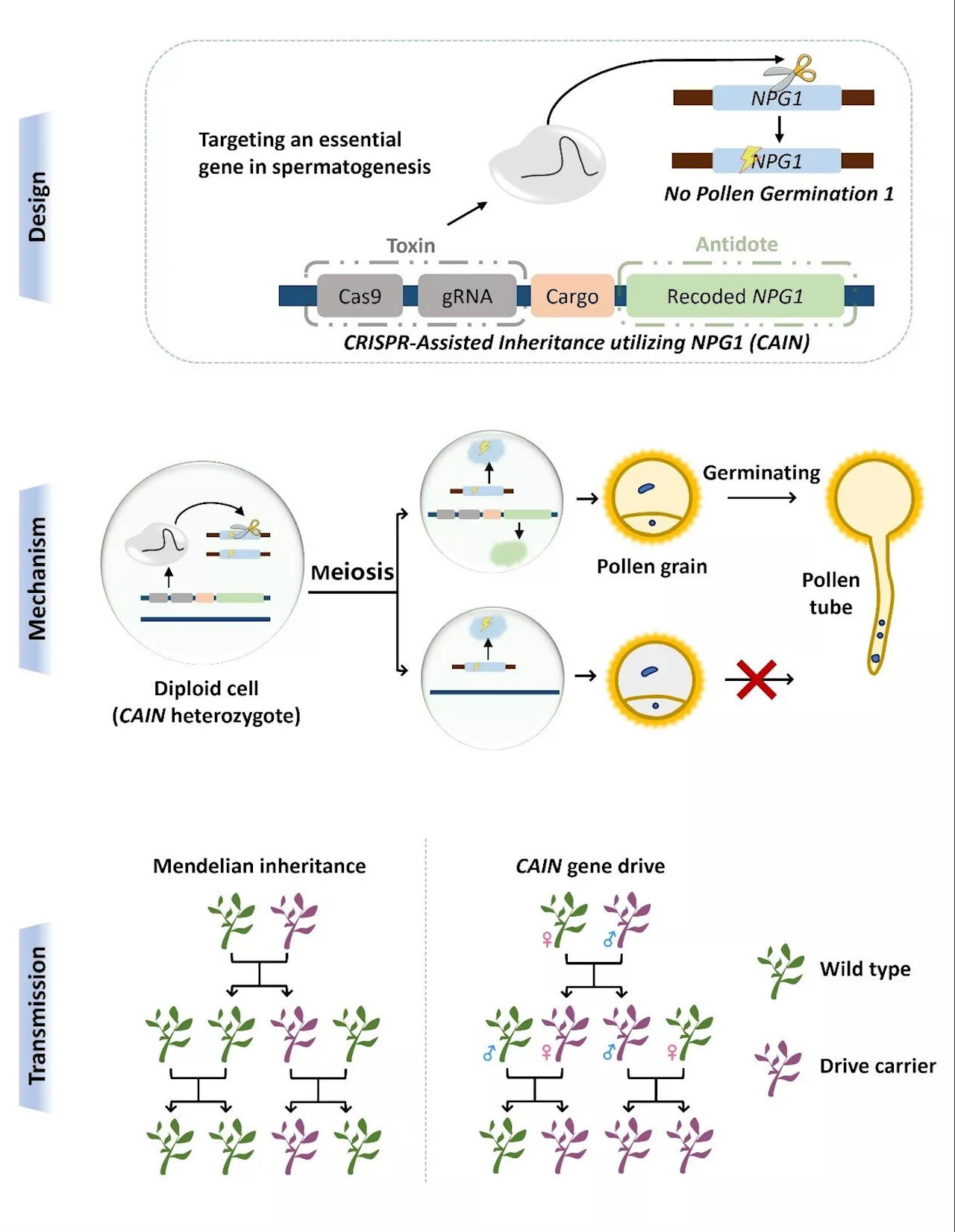 Overriding Mendel's laws: Researchers develop plant gene drive system for enhanced trait inheritance