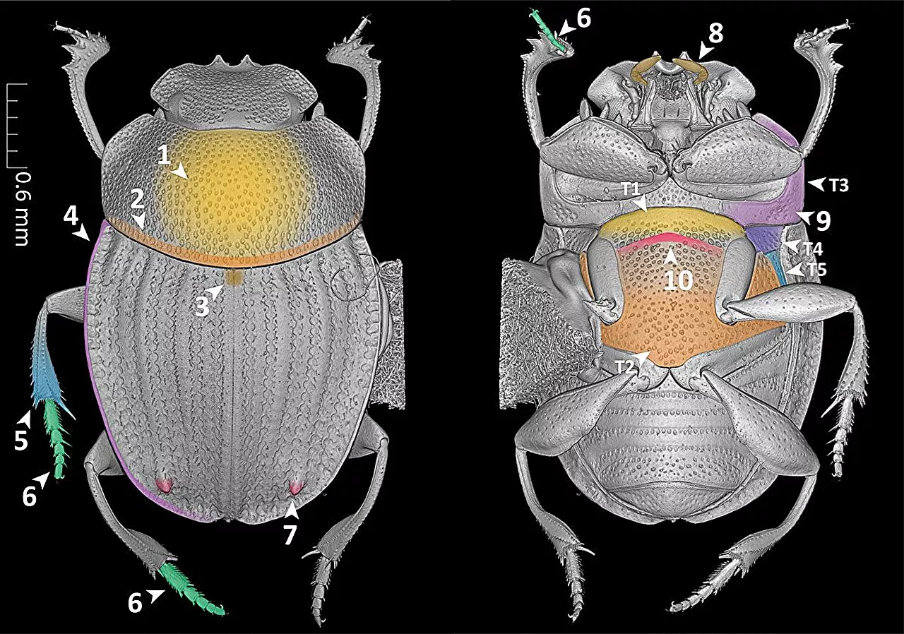 Scientists develop a new computer language to model organismal traits