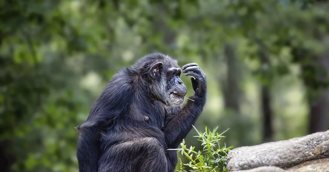 The fascinating career of Jane Goodall.