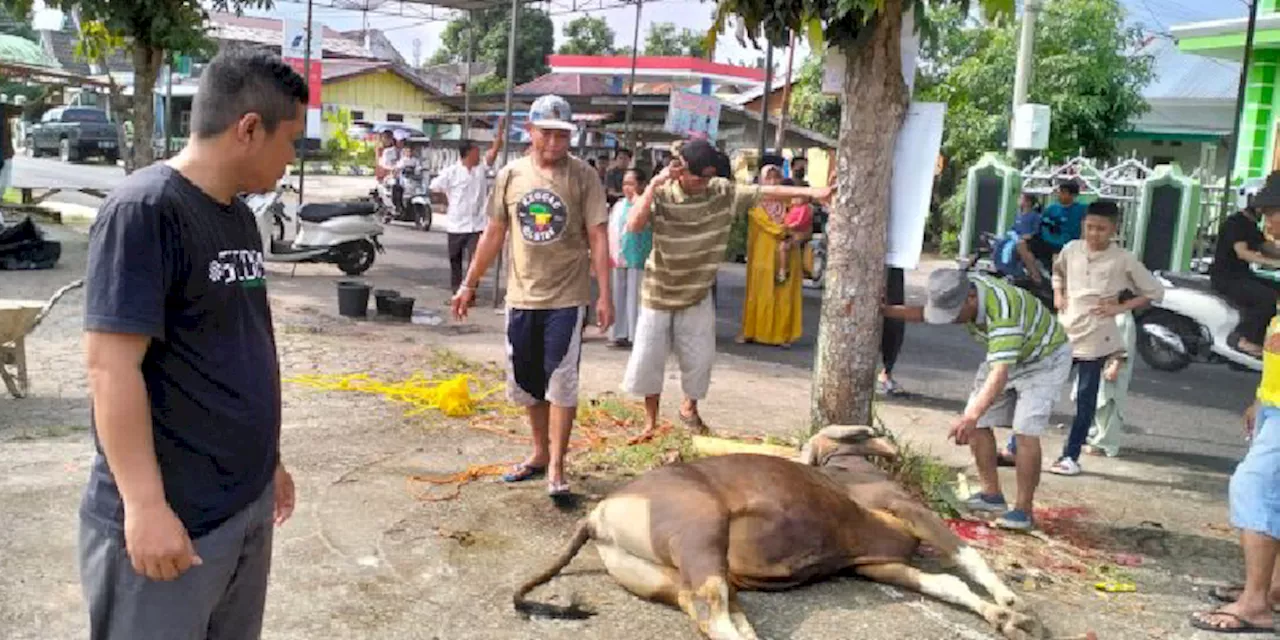 Antisipasi Cacing Hati, 30 Petugas Awasi Pemotongan Hewan Kurban di Lubuklinggau