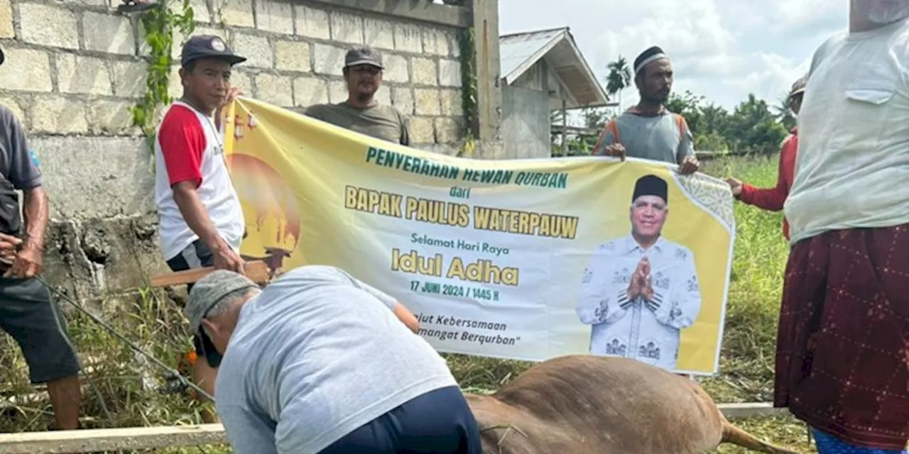 Paulus Waterpauw Kirim Sapi Kurban ke Perbatasan Papua Nugini