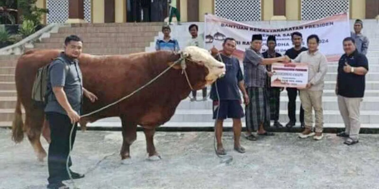 Rayakan Iduladha, Otorita IKN Gelar Salat Id dan Hibahkan Sapi 900 Kg dari Jokowi