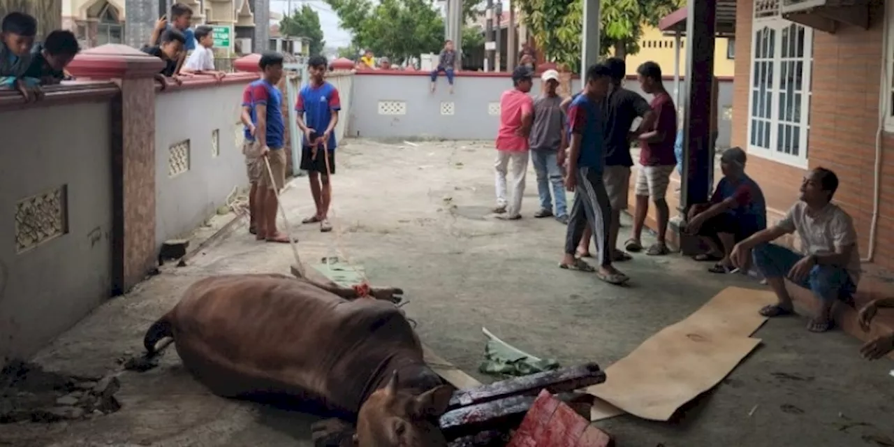 Warga Bandar Lampung Pingsan Tertendang Sapi Ngamuk