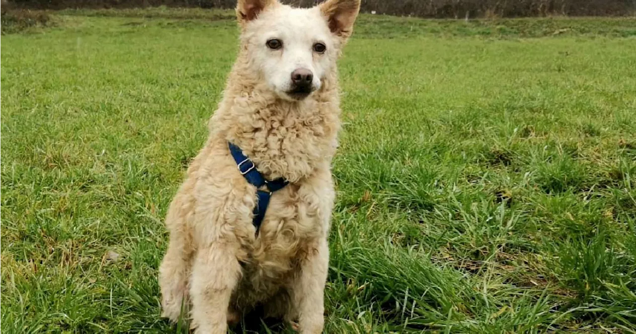 Kamp-Lintfort / Weeze: Hund mit Säure übergossen