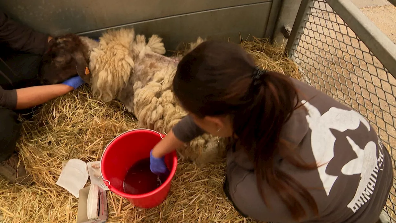 80 animaux maltraités retrouvés à Éghezée: pourquoi les récentes saisies sont problématiques pour les refuges