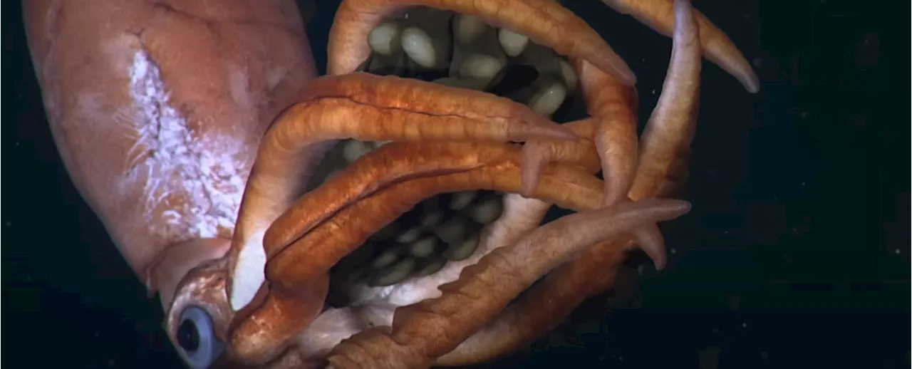 Captivating Video Shows a Mysterious Deep Sea Squid Clutching Its Eggs