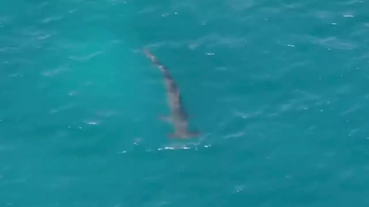 Spanish police share footage of shark after sighting prompts closure of popular tourist beach for two days