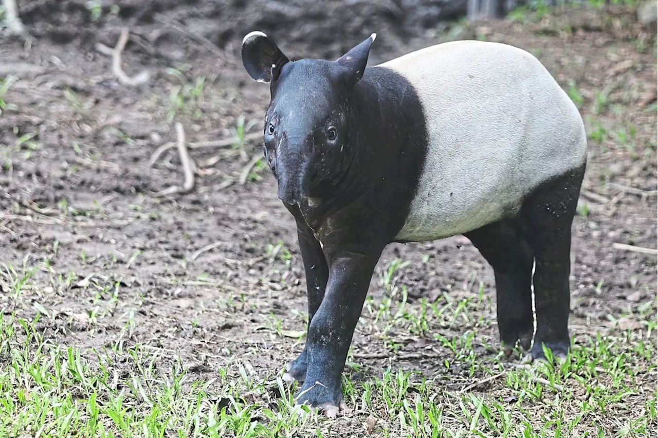 Getting tapirs ready for the wild