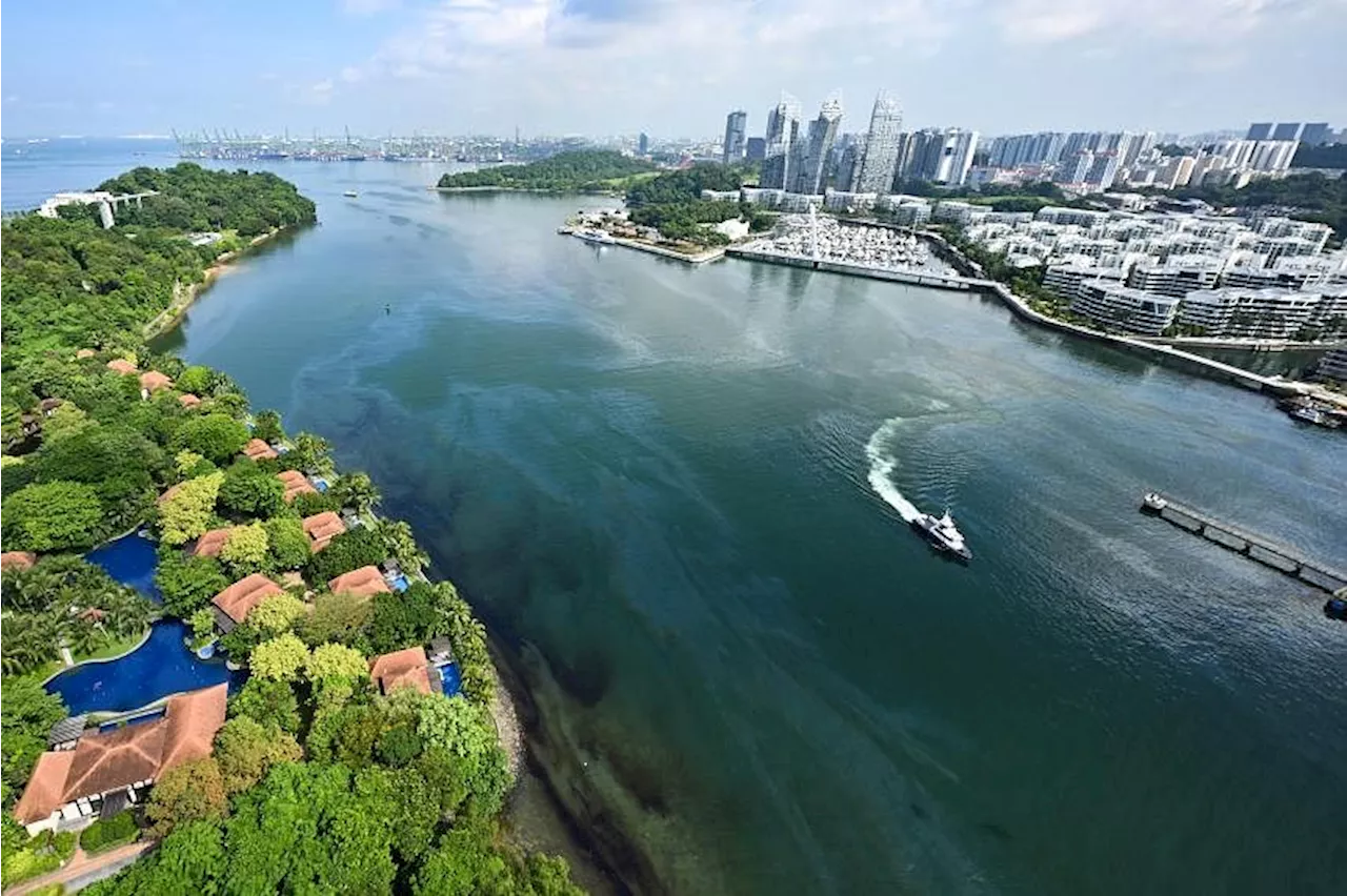 Oil spill incident: Singapore expands cleanup effort to more areas, including eastern end of island