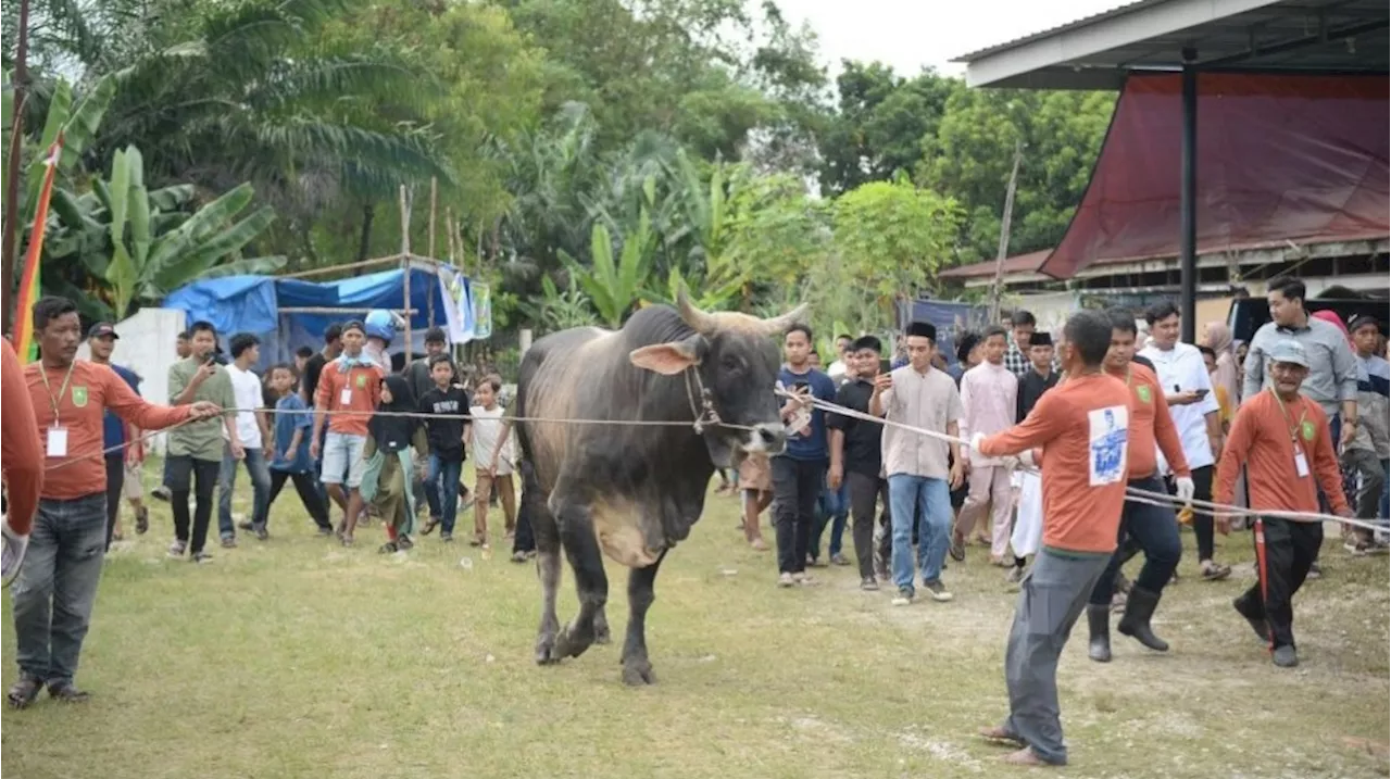 Mengenal Sapi Ongole, Jenis Sapi Pilihan Jokowi untuk Kurban Idul Adha 2024