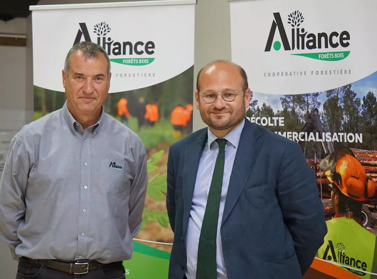 Incendie en Gironde : Alliance Forêt bois s’apprête à planter 10 millions de pins