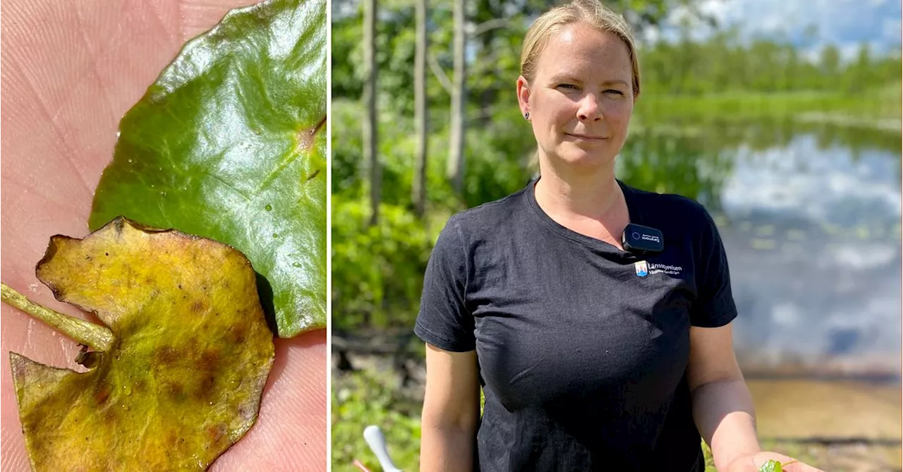 Svampangrepp ger gyllene chans att stoppa den invasiva sjögullens spridning i Mälaren