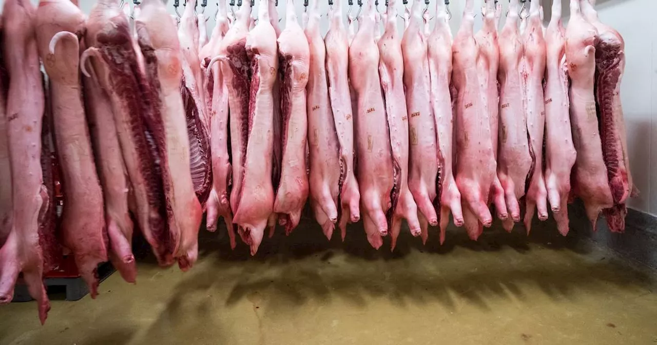 Nach Strafzöllen: China ermittelt gegen EU-Schweinefleisch