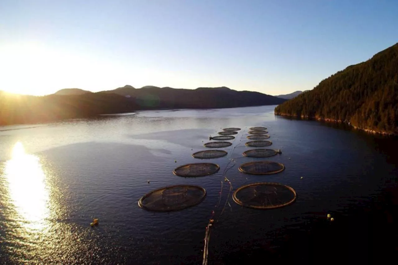 B.C. salmon farmers see way forward despite court ruling