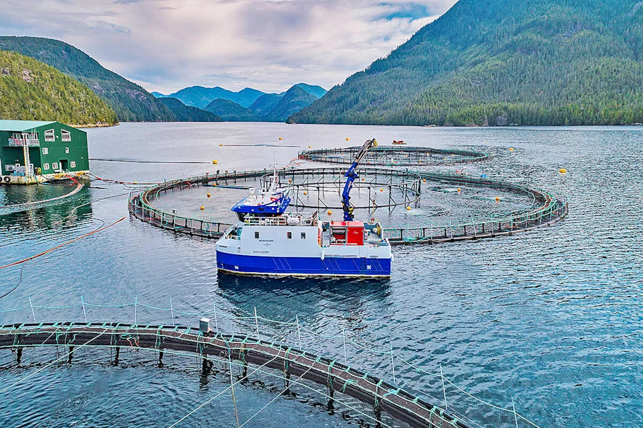 Feds to stop open-net salmon farms; Allow five years to transition: report