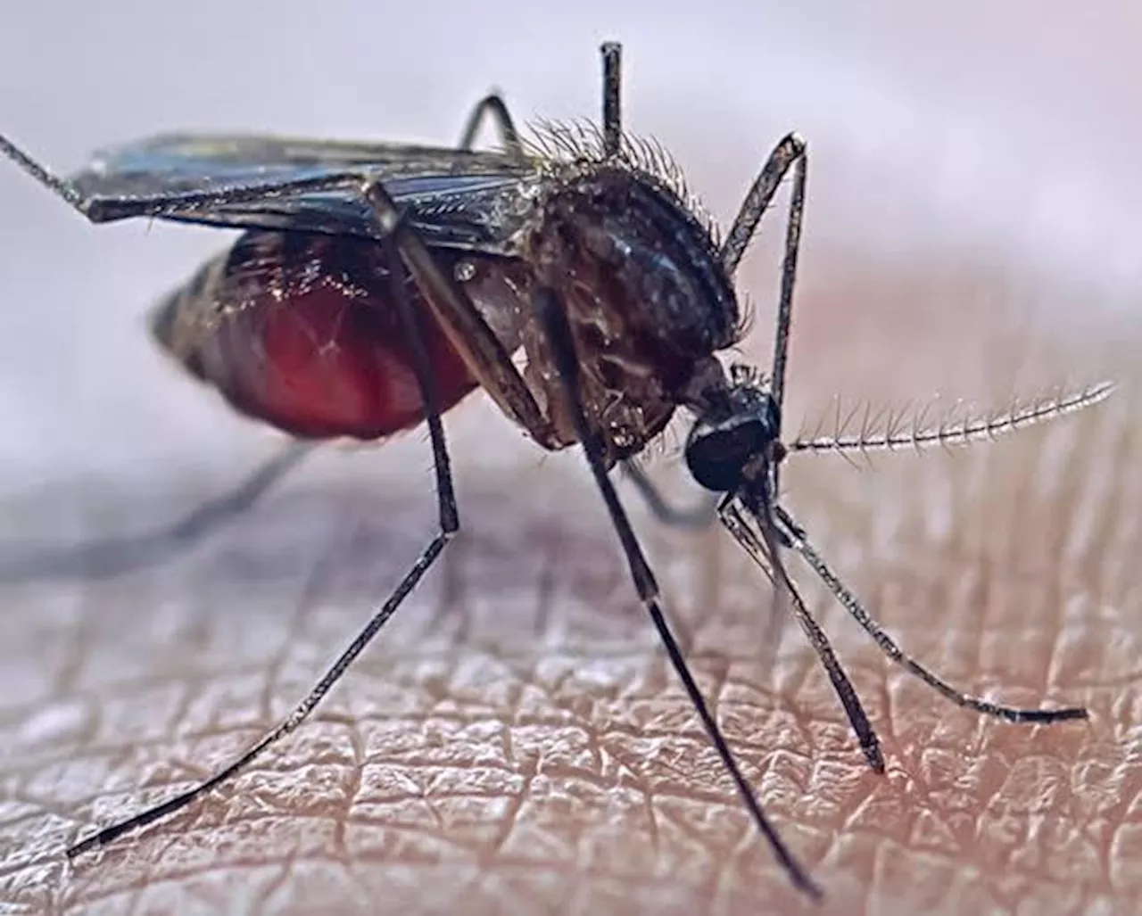 Climate change fuelling surge in mosquito-borne diseases in Europe, says ECDC