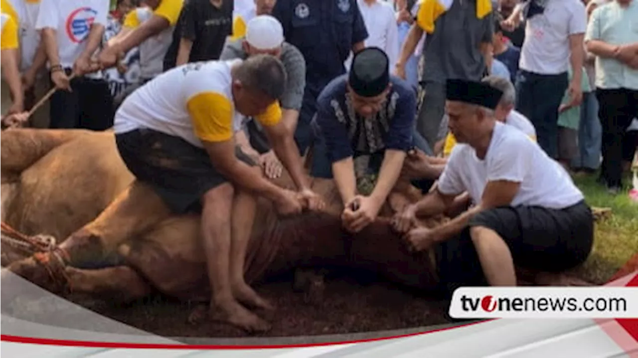 Sapi Kurban Milik Anies Baswedan Sempat Ngamuk Sebelum Disembelih