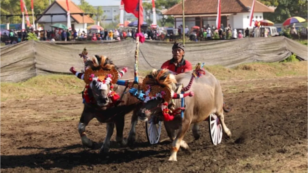 230 Pasang Kerbau Ikuti Kejuaraan Makepung Kapolda Cup 2024 di Sirkuit All In One Jembrana