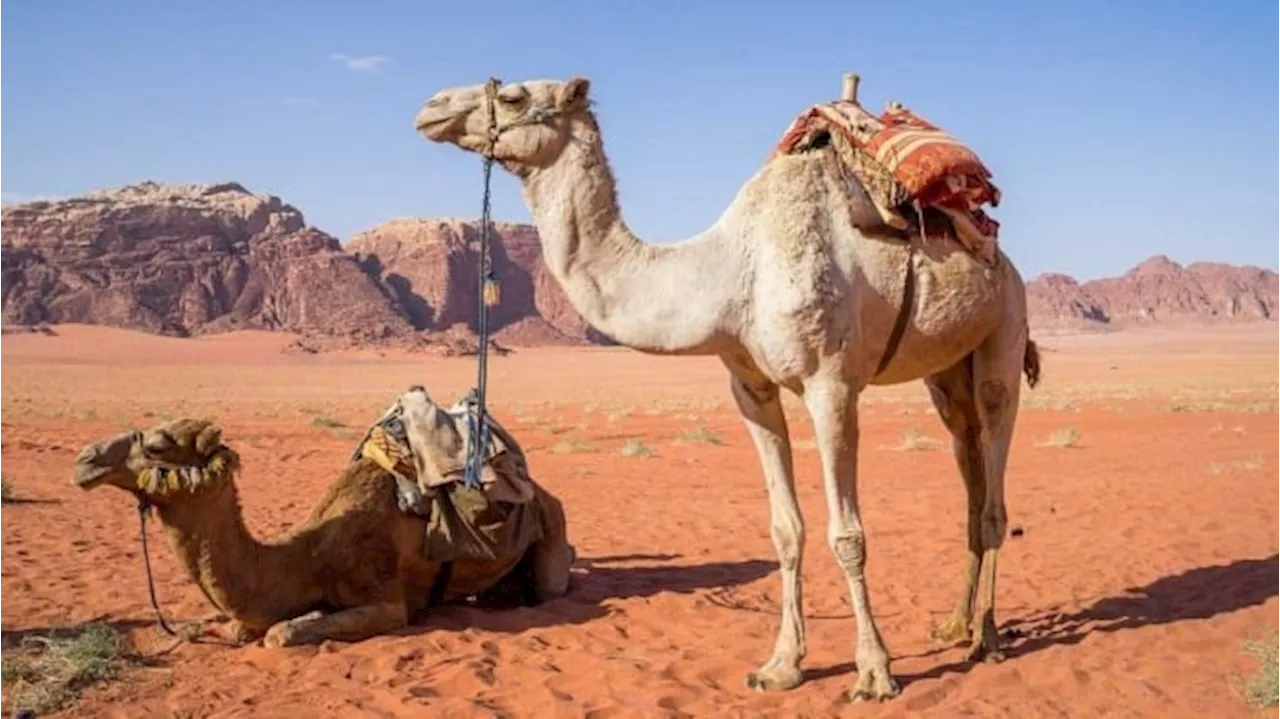 Knowing Benefits of Camel Meat, Can be a Choice of Sacrificial Animal