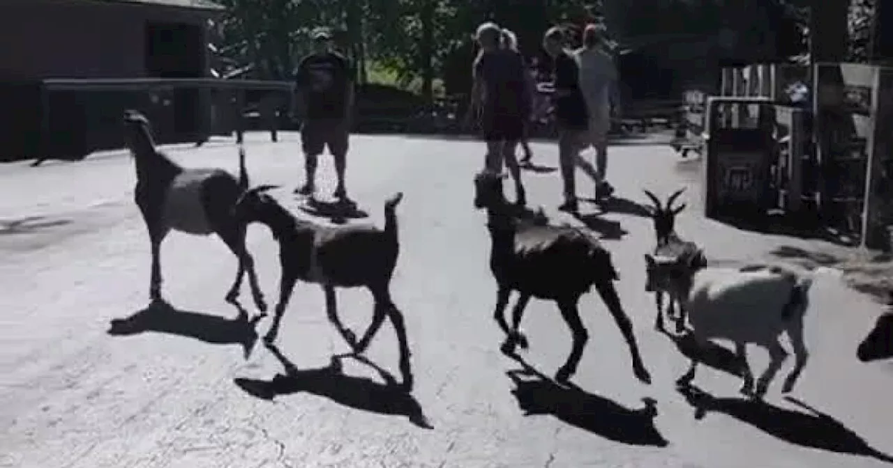 Herd Havoc: video shows goats escaping petting zoo at Cedar Point