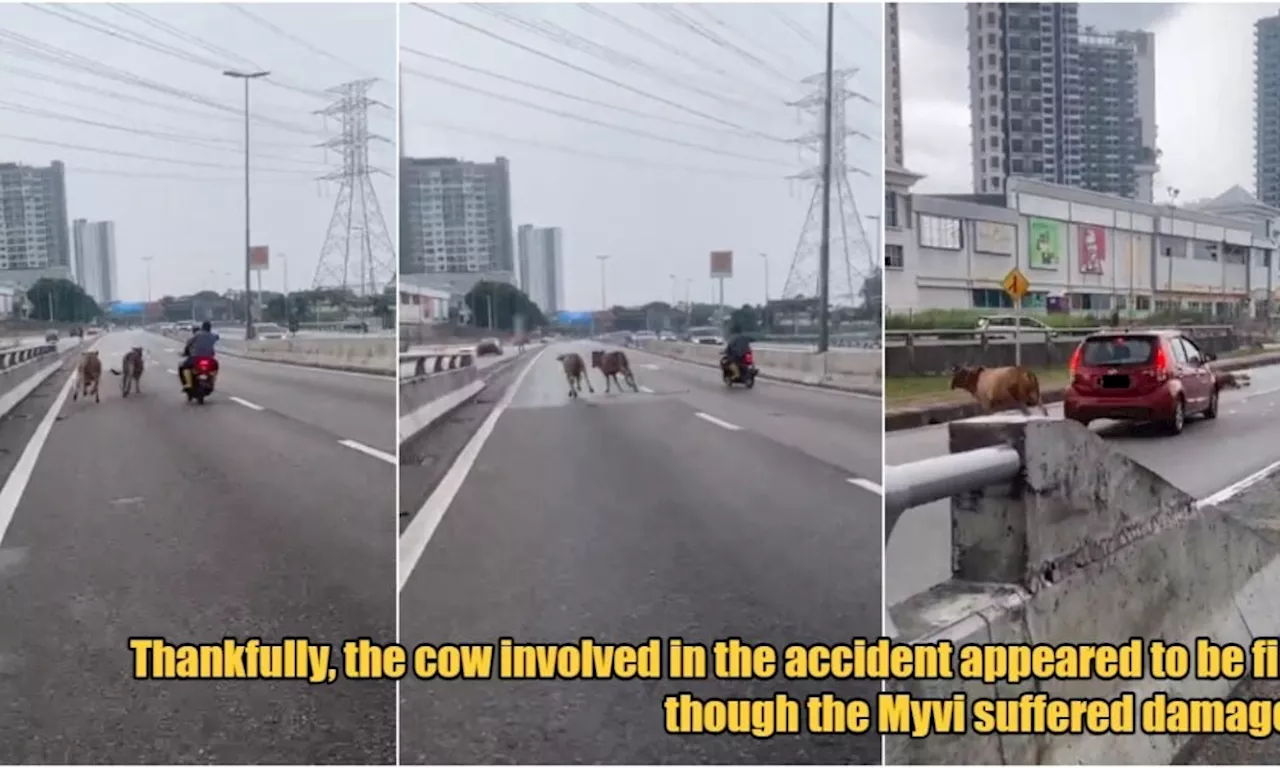 2 Cows Attempted to Escape Getting Sacrificed by Running on LDP, Causes Accident Instead