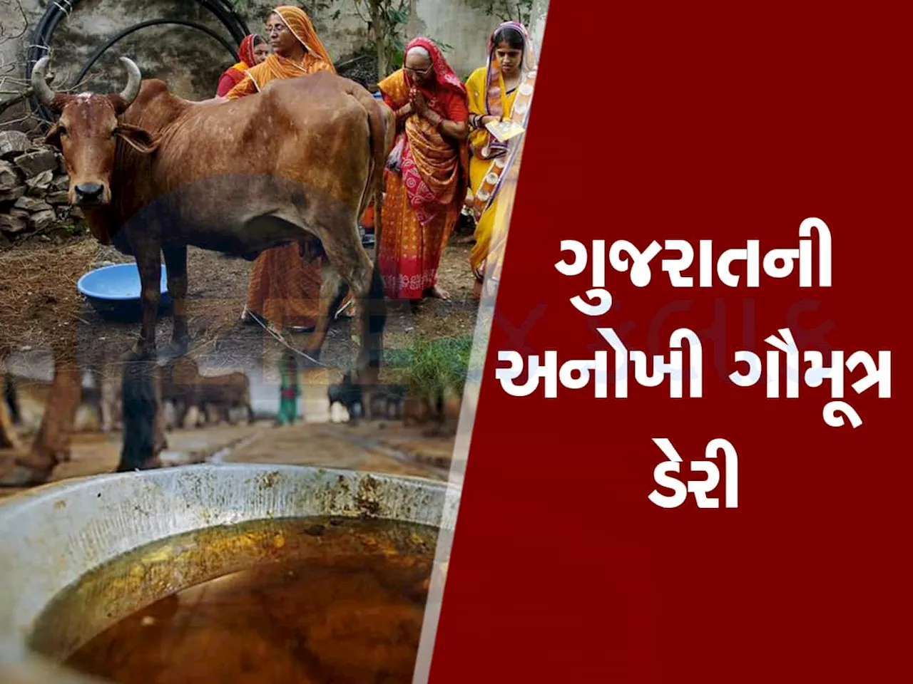 ગુજરાતનું અનોખું સ્ટાર્ટઅપ : ગૌમૂત્ર વેચીને પશુપાલકો કરે છે કમાણી, દેશની પ્રથમ ગૌમૂત્ર ડેરી