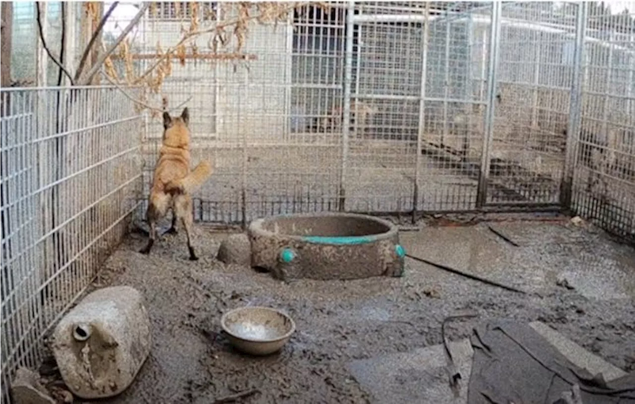 Béziers : Prison avec sursis pour le gérant du « pire endroit sur Terre pour des animaux »