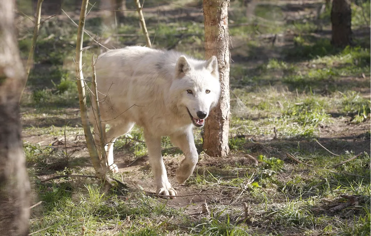 Doubs : D’abord autorisés, des tirs contre le loup finalement annulés