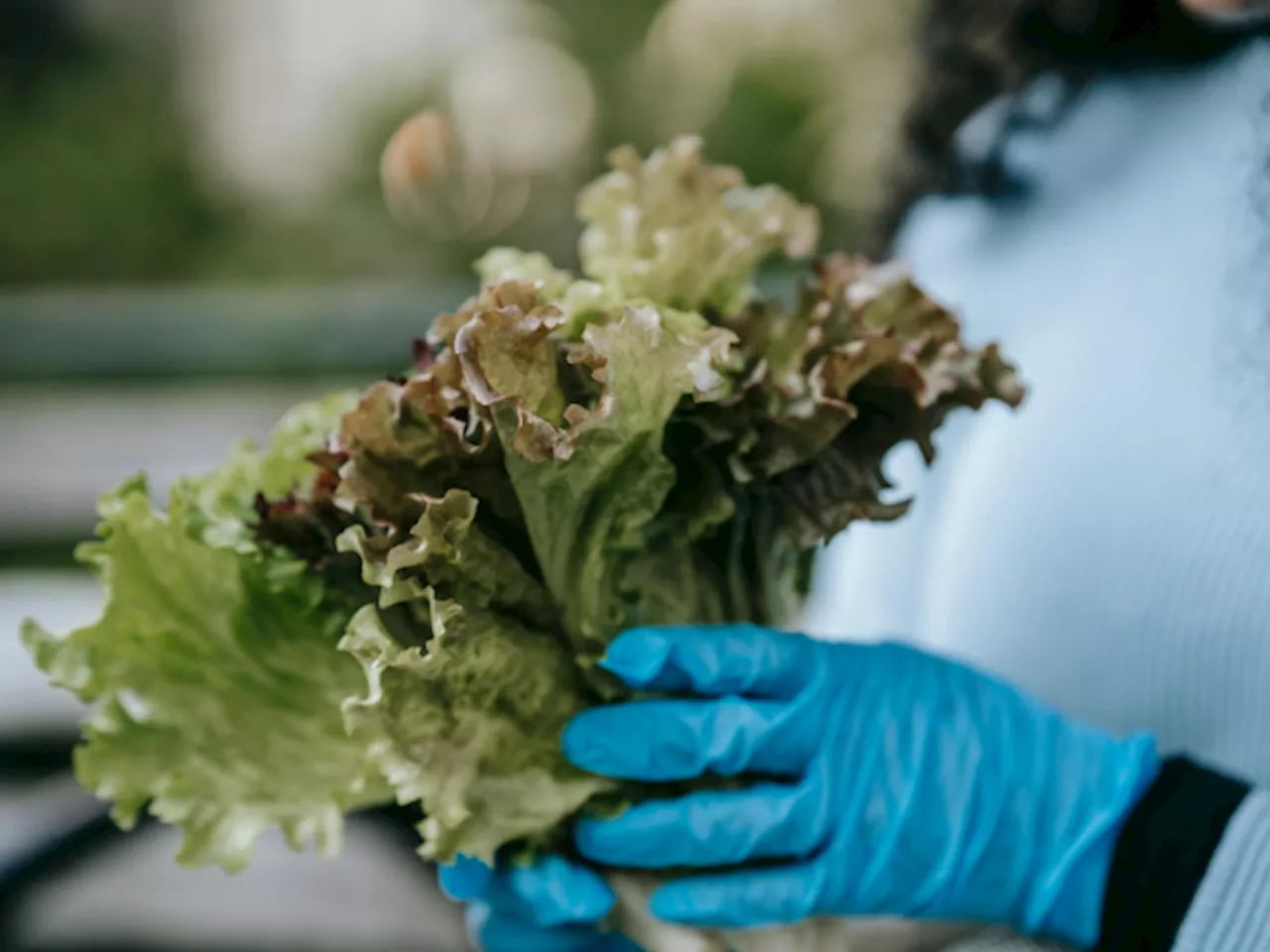 Scientists Explain Why Lettuce Is Most Likely To Carry E. Coli And Other Deadly Contaminations