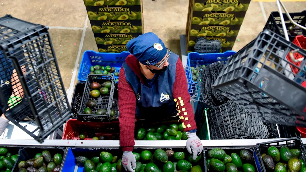 USDA pauses avocado, mango inspections in Mexican state due to security concerns