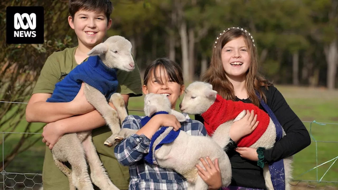 Families rescue orphaned lambs after sheep under stress in southern WA as mid-winter approaches