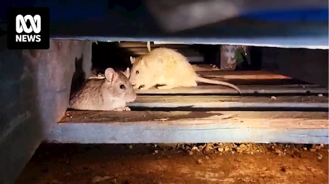 Landholders in outback Queensland brace for rat plague worse than last year as rodent numbers rise