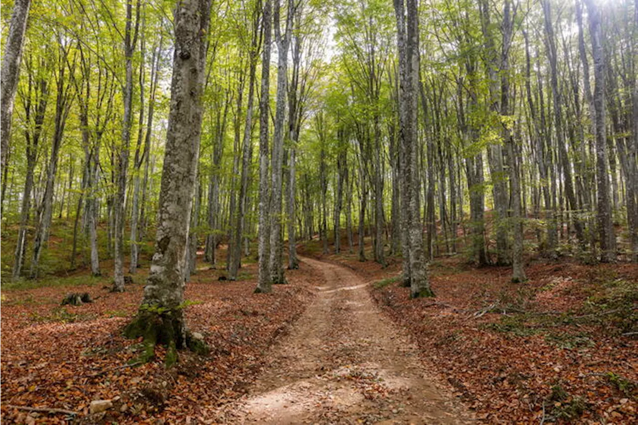 La forestazione, iniziative e progetti per il capitale naturale