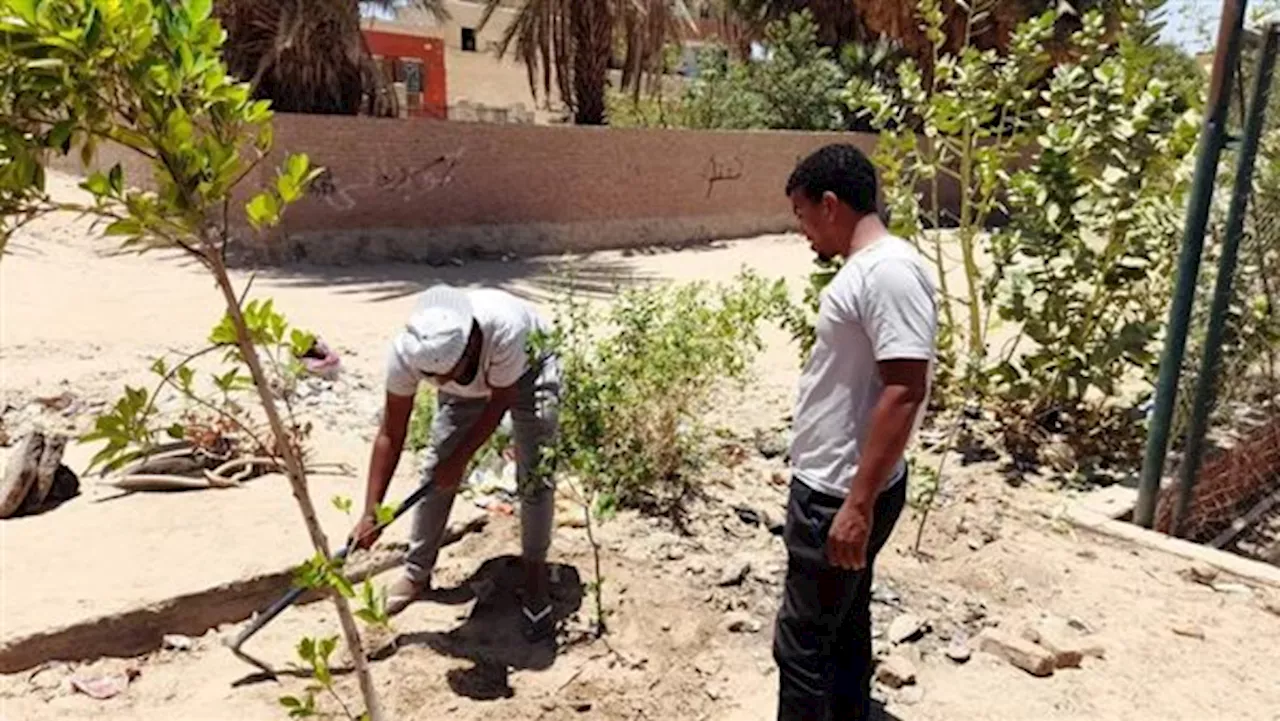 محافظ أسوان: تكثيف أعمال زيادة المسطحات الخضراء بزراعة الأشجار في الطرق