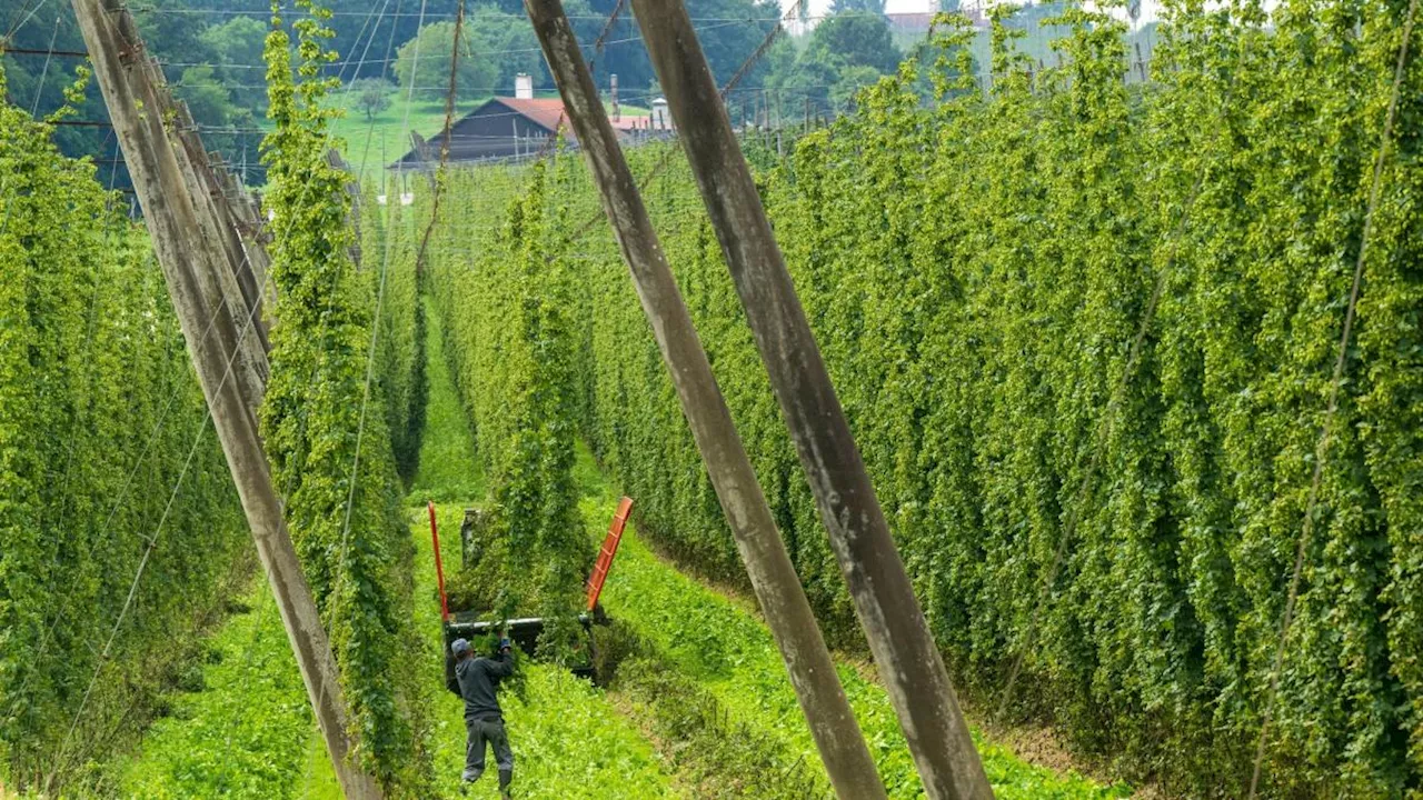 Deutschland wieder Nummer eins beim Hopfenanbau