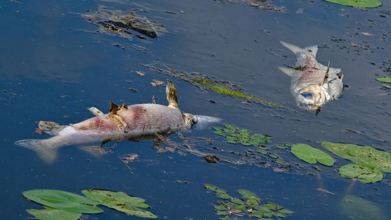 Goldalge wohl Ursache für Tod von Fischen in der Oder