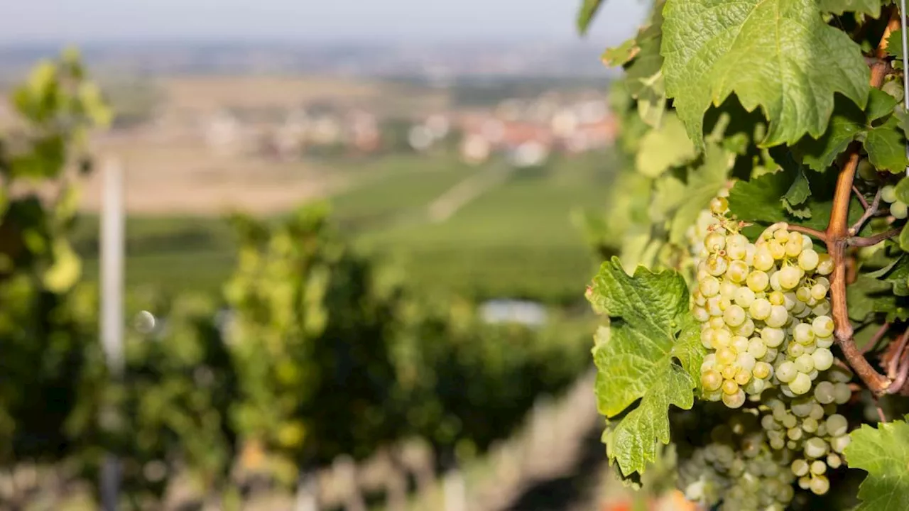 Größte Winzergemeinschaft Frankens verliert zwei Vorstände