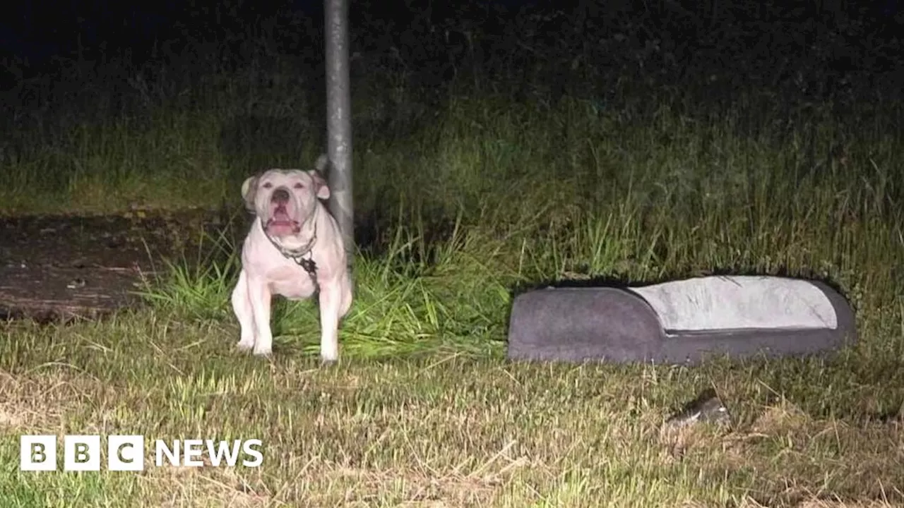 Police seize XL bully found tied to road sign in Nottinghamshire