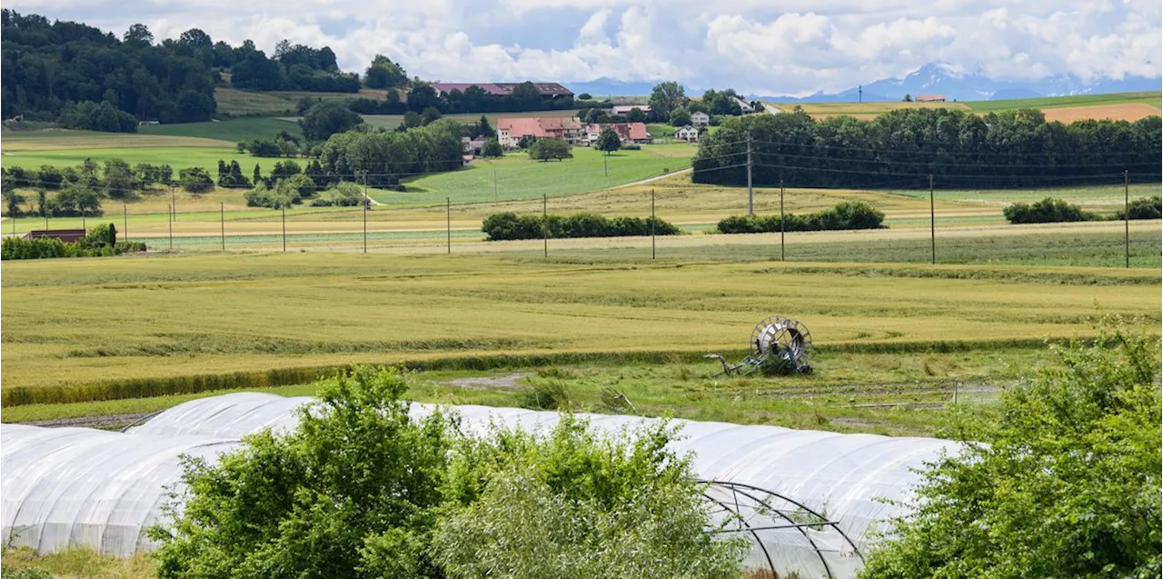 Eklat in Gampelen – der halbe Gemeinderat tritt zurück